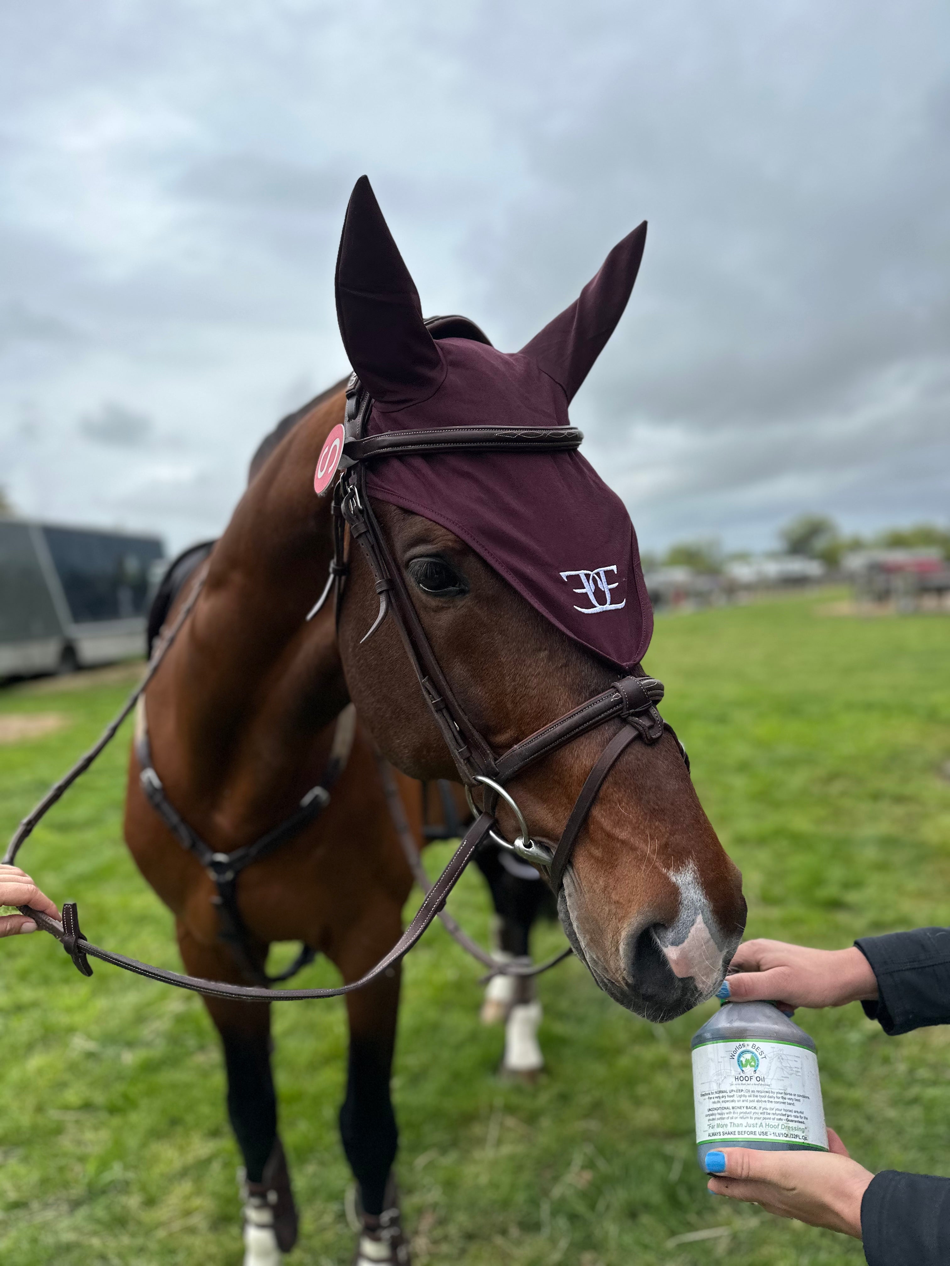 Brown horse in a purple ear bonnet and bridle, perfect for Equestrian riding attire